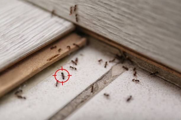 Best Bed Bug Extermination  in Shelton, WA