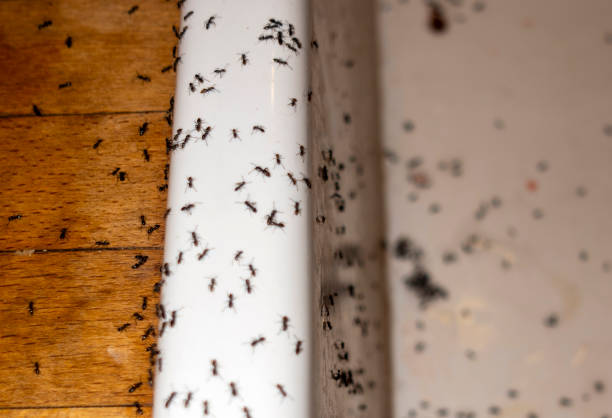 Trusted Shelton, WA Pest Control Experts