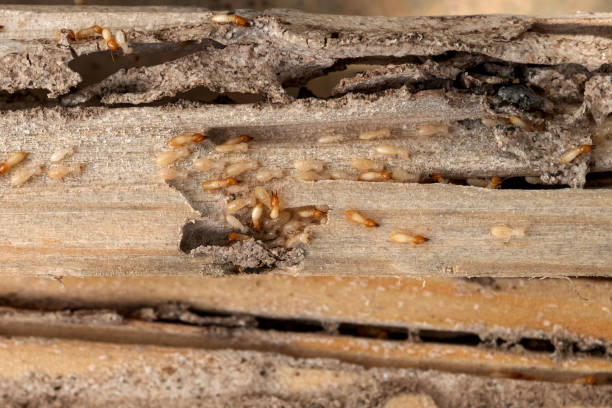 Best Affordable Pest Control Services  in Shelton, WA