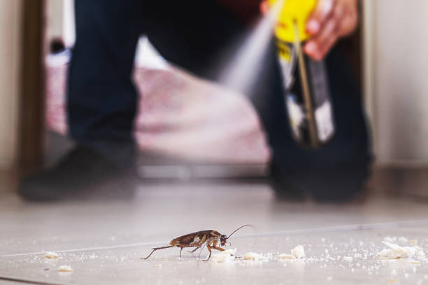 Reliable Shelton, WA Pest Control Solutions